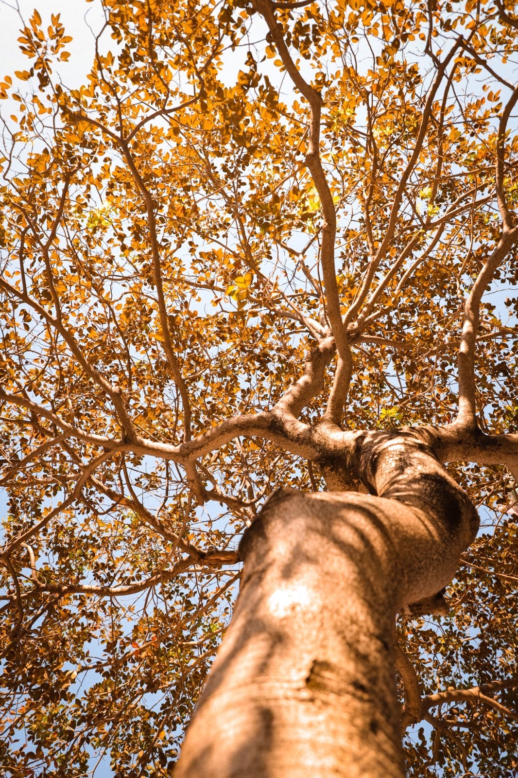 AUTUMN - RUSTLING LEAVES